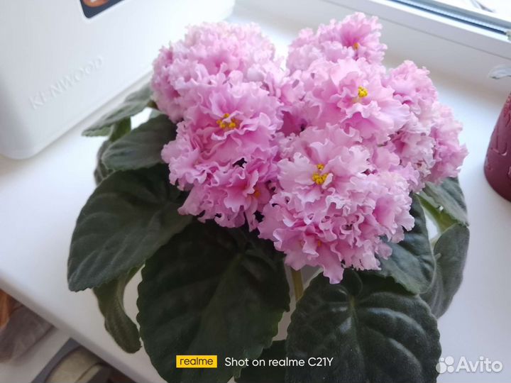 Фиалки сортовые