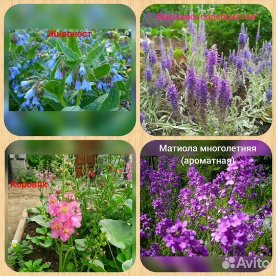 Многолетники, декоративные кустарники, травы