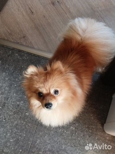 Передержка животных, выгул