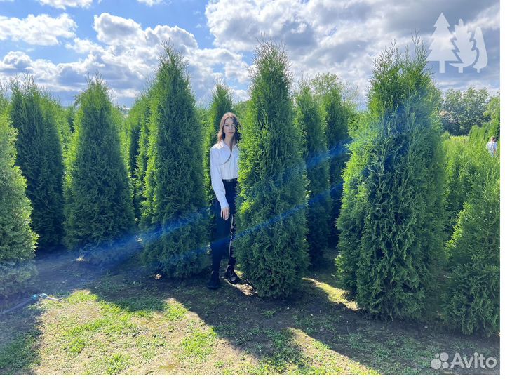 Туи колоновидные в ассортименте