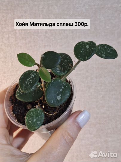 Хойя Дисхидия