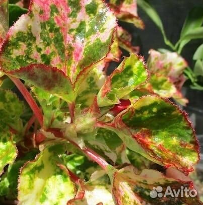 Бегония махровая корневая