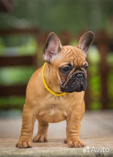 Рыжие щенки французского бульдога