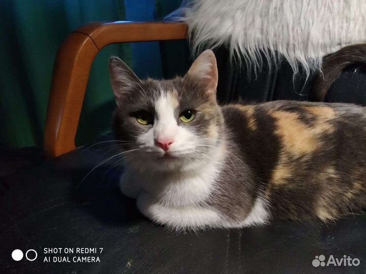 Трехцветная счастливая кошечка