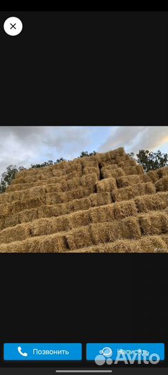 Солома в тюках, ячменная, сено по 300 за тюк