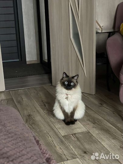 Курильский бобтейл