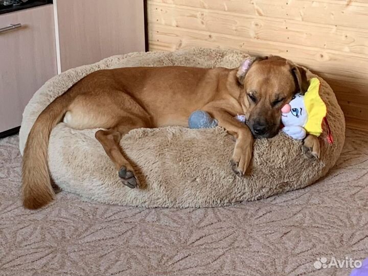 Лежанка для собак Бесплатная Доставка по России