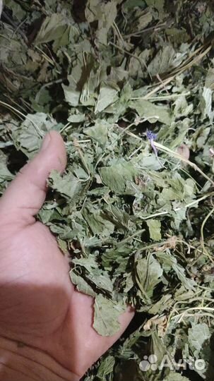 Листья смородины