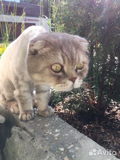 Шотландский вислоухий кот