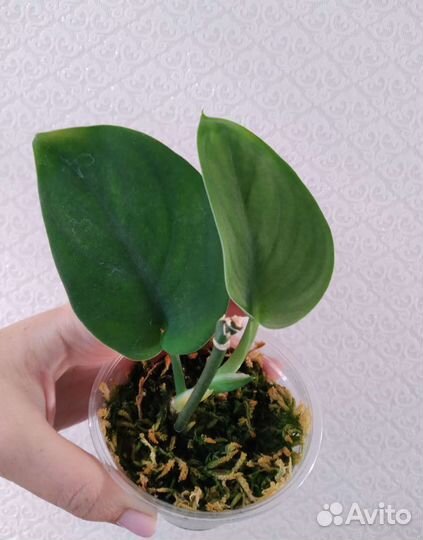 Сциндапсусы, Эпипремнумы (ч.1)