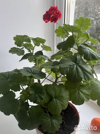 Герань черенки