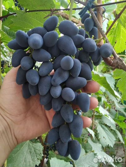 Саженцы винограда