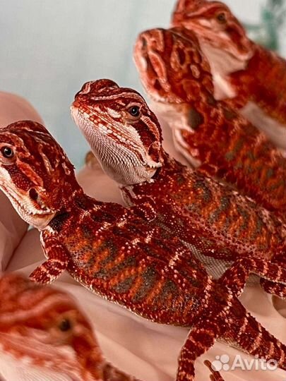 Агама Ред (agama red)