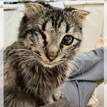 Хайландер котёнок