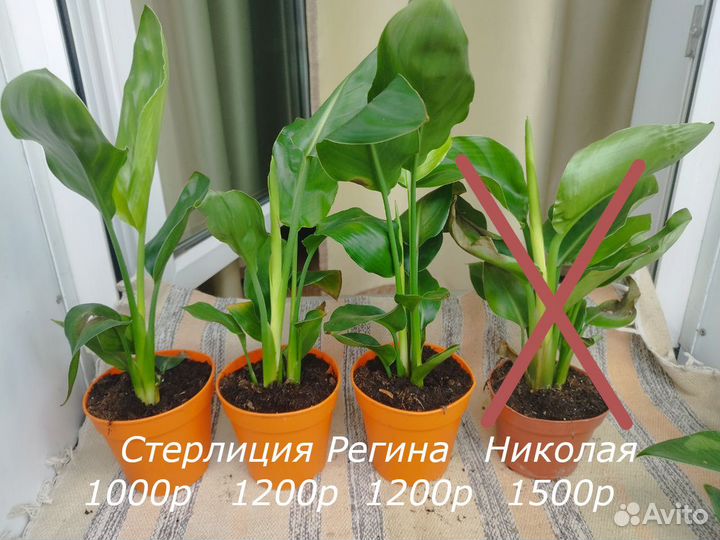 Стерлиция Регина/Николая и фикус Лирата Бамбино