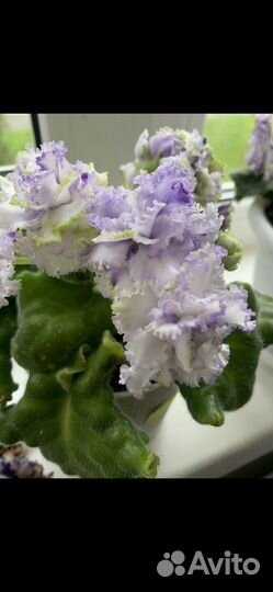 Фиалка «Офелия«