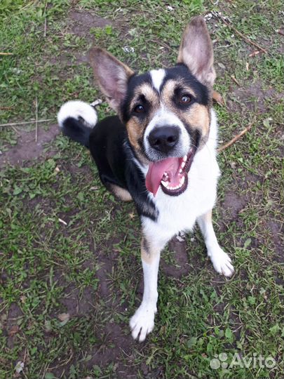 Собака в добрые руки