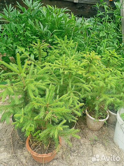 Ель сибирская