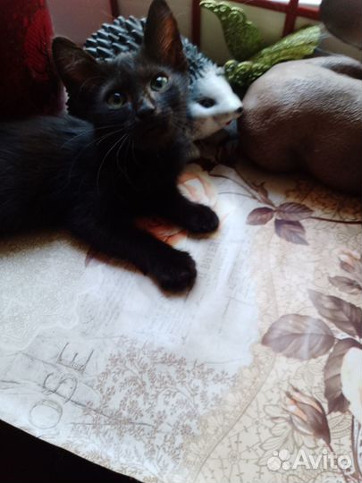 Котик в добрые руки