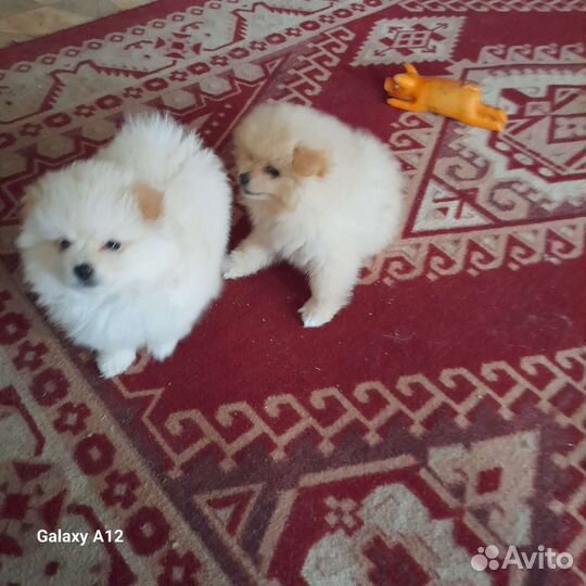 Щенки шпица