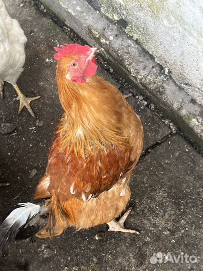 Молодой Петух