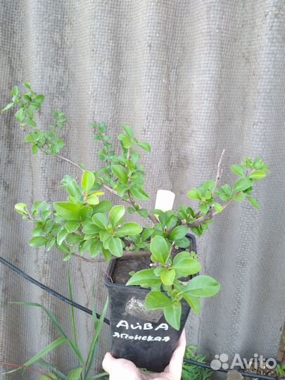 Айва Японская саженец в горшке