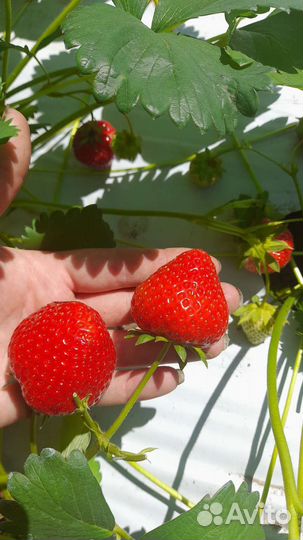 Ягода домашней клубнички