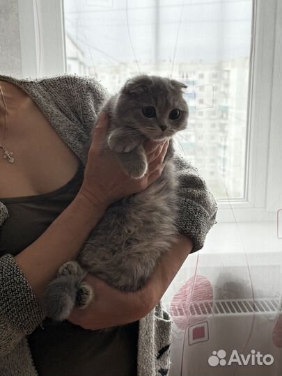 Шотландская