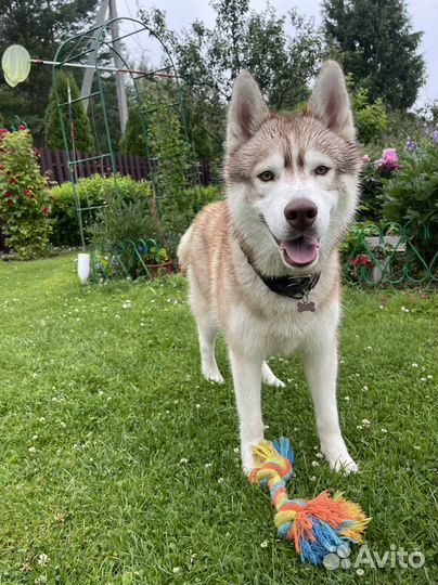 Сибирский хаски мальчик бесплатно