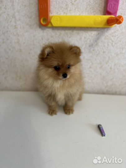 Померанский шпиц мини девочка