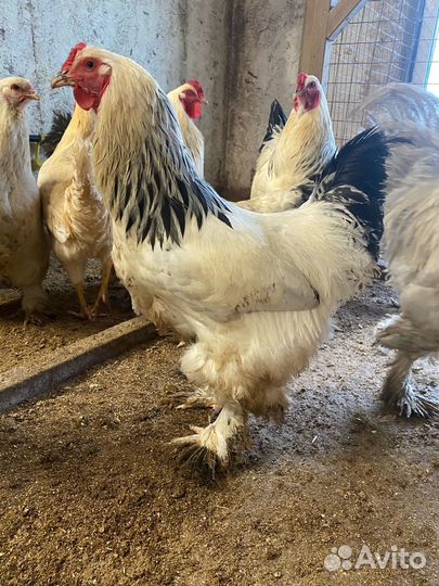 Молодые петухи