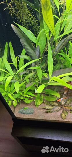 Аквариумные растения лимонник папоротник
