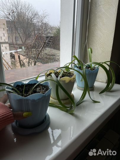 Гипераструм