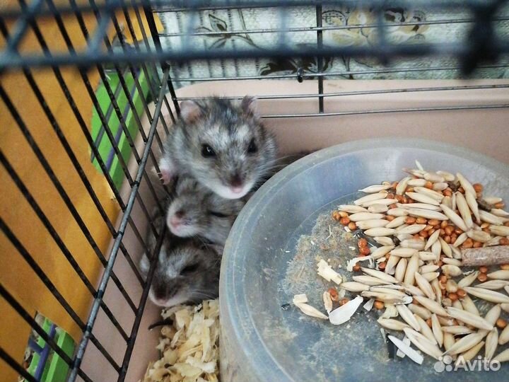 Джунгарский хомяк бесплатно