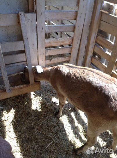 Нубийские козы