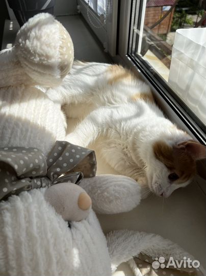 Чудо кот