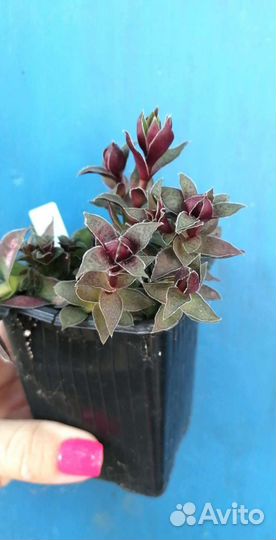 Суккуленты 444