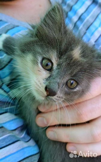 Котята ищут дом