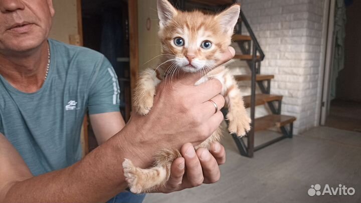 Кошка в дар