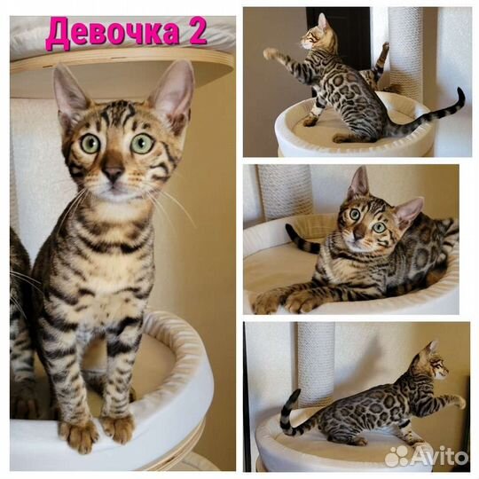 Бенгальская