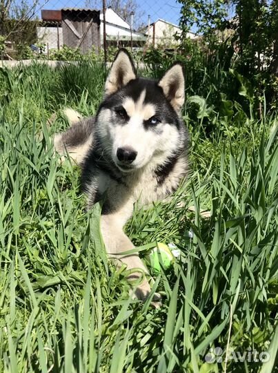 Кобель сибирской хаски на вязку