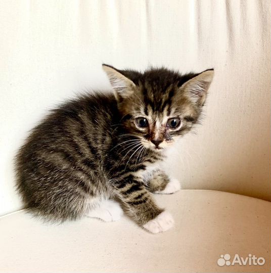 Котята в добрые руки бесплатно