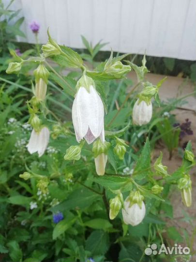 Колокольчики