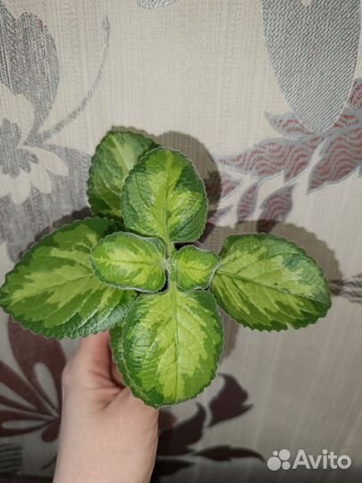 Плектрантус (комнатная мята)