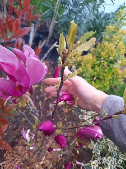 Магнолии Суланжа 8сортов