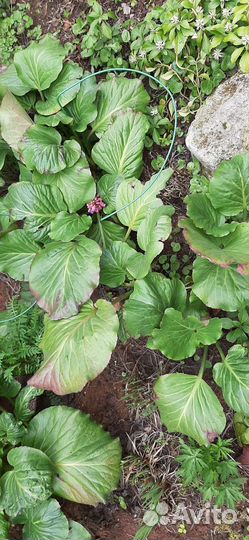 Многолетние садовые цветы