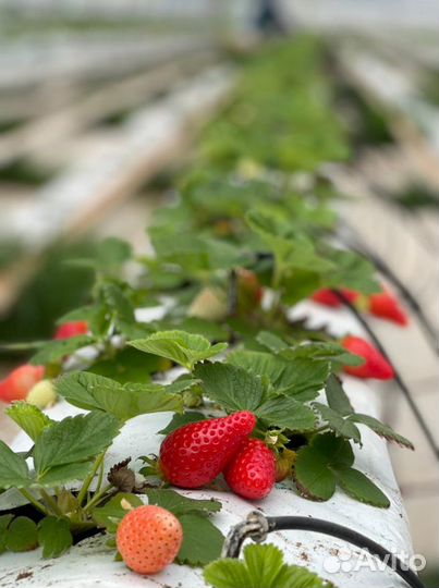 Тепличный комплекс