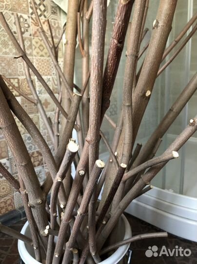 Присада для попугая игровой стенд для попугая