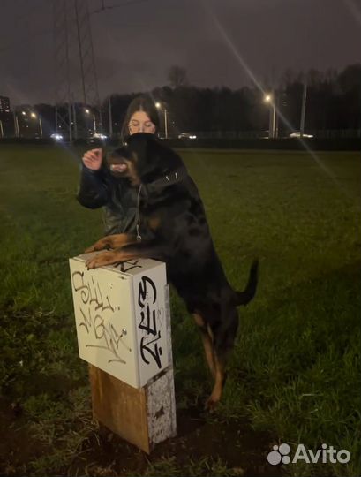 Выгул/ няня для собак