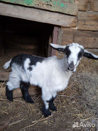 Коза дойная